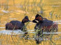 Geoorde fuut / Podiceps nigricollis
