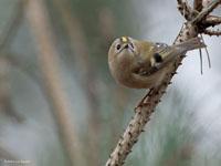 Goudhaan / Regulus regulus