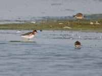 Grauwe franjepoot / Phalaropus lobatus