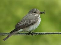 Grauwe vliegenvanger / Muscicapa striata