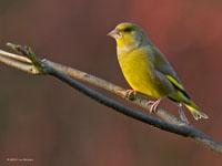 Groenling / Carduelis chloris