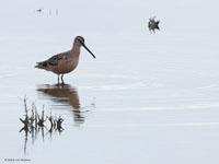 Grote grijze snip /  Limnodromus scolopaceus