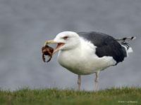 Grote mantelmeeuw / Larus marinus