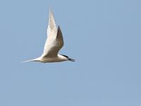 Grote stern / Thalasseus sandvicensis