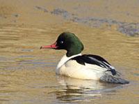 Grote zaagbek / Mergus merganser