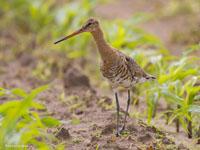 Grutto / Limosa limosa