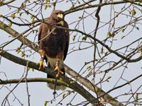 Harris hawk / Woestijnbuizerd / Parabuteo unicinctus