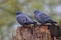Holenduif / Columba oenas