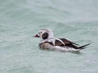 IJseend / Clangula hyemalis