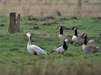 Indische gans / Anser indicus