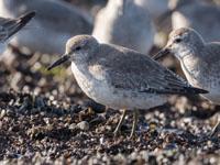 Kanoet / Calidris canutus