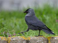 Kauw / Corvus monedula