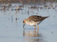 Kemphaan / Calidris pugnax