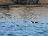 Kleine alk / Alle alle