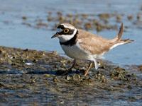 Kleine plevier / Charadrius dubius