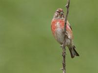 Kneu / Linaria cannabina