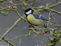 Koolmees / Parus major