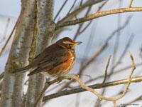 Koperwiek / Turdus iliacus