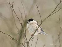 Matkop / Poecile montanus