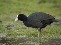 Meerkoet / Fulica atra