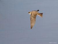 Oeverzwaluw / Riparia riparia