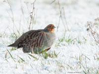 Patrijs / Perdix perdix
