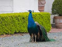 Pauw / Pavo cristatus