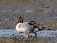 Pijlstaart / Anas acuta