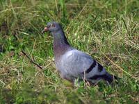 Postduif / Columba livia domestica