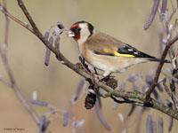 Putter / Carduelis carduelis