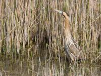 Roerdomp / Botaurus stellaris