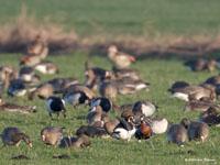 Roodhalsgans / Branta ruficollis