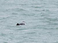 Roodkeelduiker / Gavia stellata