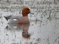 Smient / Mareca penelope