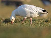 Sneeuwgans / Anser caerulescens
