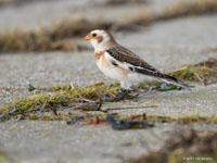 Sneeuwgors / Plectrophenax nivalis