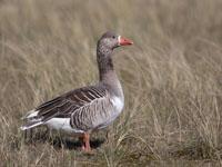 Tamme gans / Anser Anser domesticus