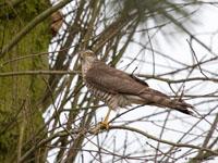 Sperwer / Accipiter nisus