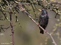 Spreeuw / Sturnus vulgaris