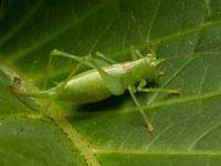 Sprinkhanen en Krekels