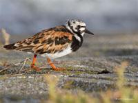 Steenloper / Arenaria interpres