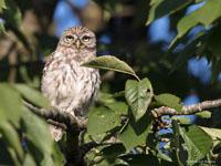 Steenuil / Athene noctua