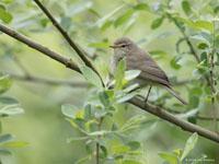 Tjiftjaf / Phylloscopus collybita