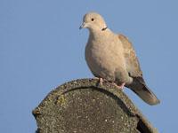 Turkse tortel / Streptopelia decaocto