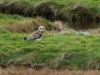 Velduil / Asio flammeus