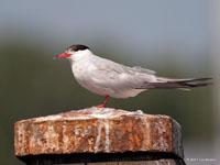 Visdief / Sterna hirundo