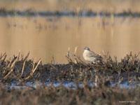 Waterpieper / Anthus spinoletta