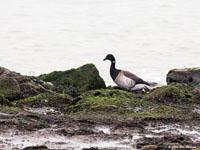 Witbuikrotgans / Branta bernicla hrota