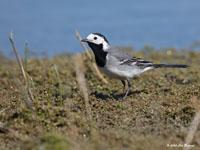 Witte kwikstaart / Motacilla alba