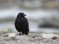 Zwarte kraai / Corvus corone